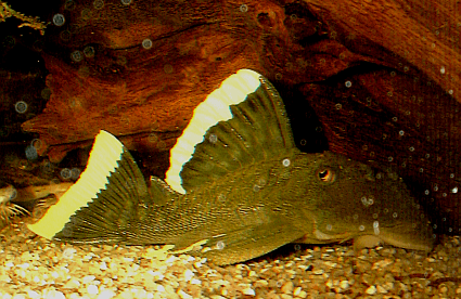 L47