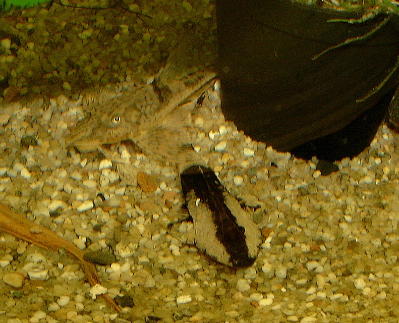 Pseudohemiodon apithanos 1