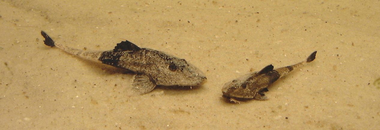 Pseudohemiodon apithanos 2
