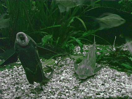 Pterosturisoma microps