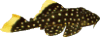 Zucht